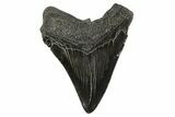 Fossil Megalodon Tooth - South Carolina #340160-2